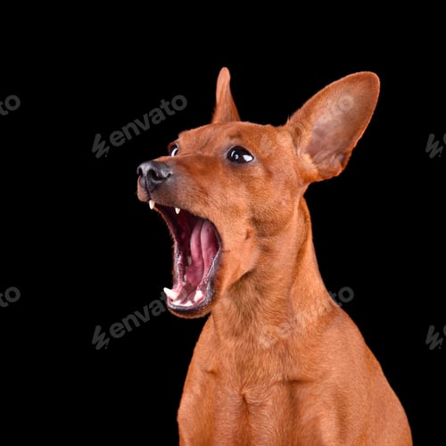 Preview: Yawning beautiful red dog
