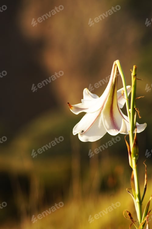 Preview: The white flower