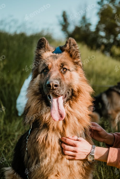 Preview: Pet love, dog is the best friend. German shepherd dog and human hand close up