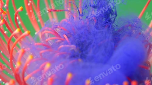 Preview: Living flower leucospermum covered by water soluble paint of lilac color. Stock footage. Close up of