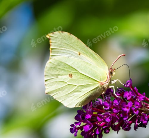 Preview: Yellow Brimstone Butterfly