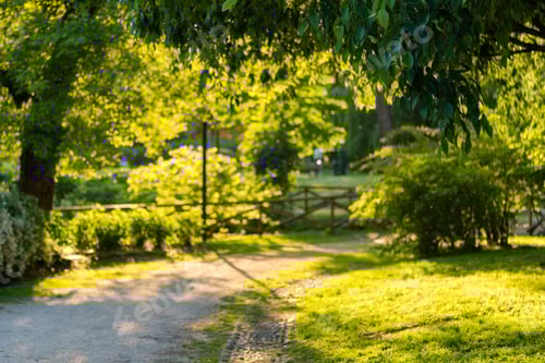 Preview: An alley in park with fresh spring leaves glowing in day light.