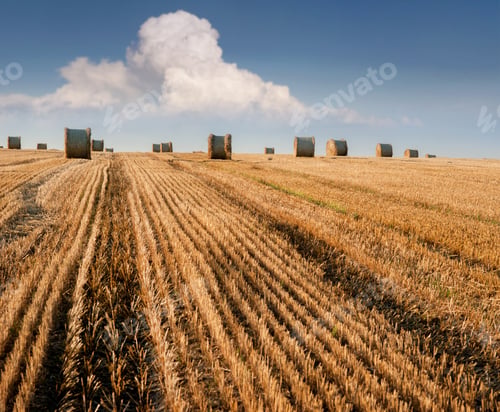 Preview: harvested field of wheat and bales of straw in rolls