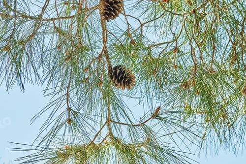 Preview: Background, texture of cones of coniferous tree on background of the sky