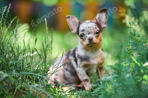 Preview: Chihuahua puppy, little dog in garden
