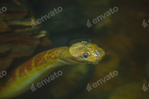 Preview: Homalopsis buccata (puff-faced water snake ) in water