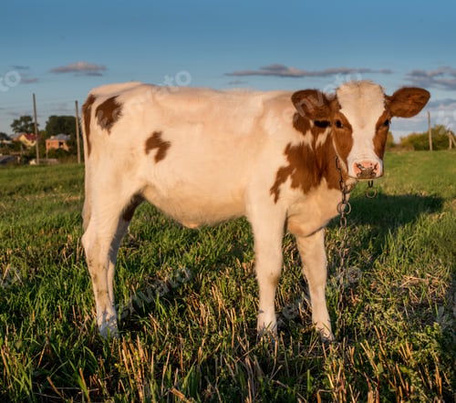 Preview: A calfA calf standing in a field during the golden hour. standing in a field