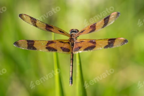 Preview: Dragonfly close-up with detailed wings.