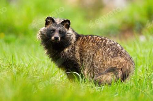 Preview: Surprised raccoon dog, nyctereutes procyonoides, staring in summer