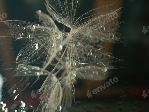 Preview: Natural background. Abstract photo of a large dandelion with drops in close-up in creative processin