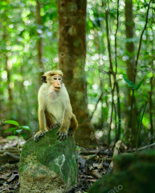 Preview: Toque macaque monkey sitting on a rock in the shade of the tropical rain forest,