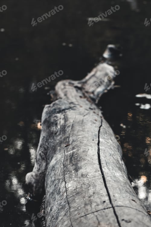 Preview: Sitting on a log on the banks of the Potomac River