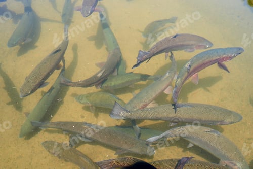 Preview: trout fish in an artificial pond in a farm. Breeding of trout for food industry.