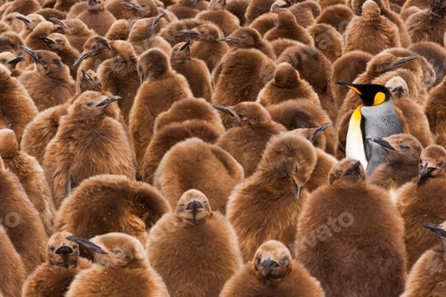 Preview: A colony of King Penguins, one adult among fledgling chicks with brown fluffy coats.