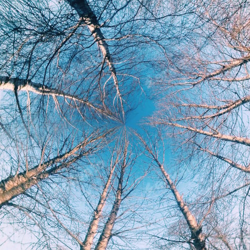 Preview: Trees in the sky