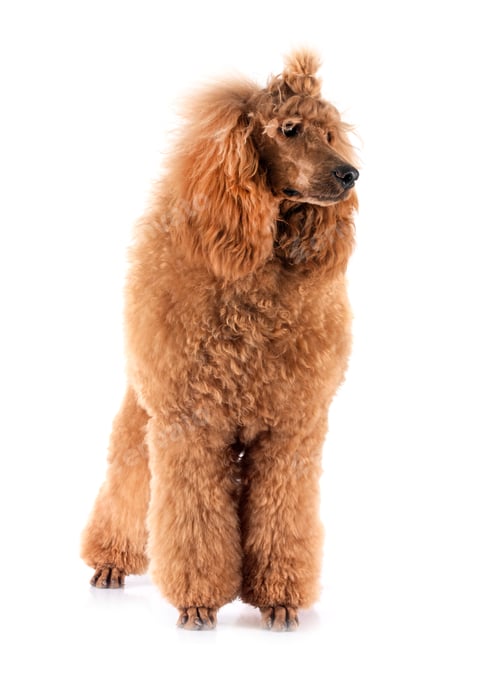 Preview: standard poodle in studio