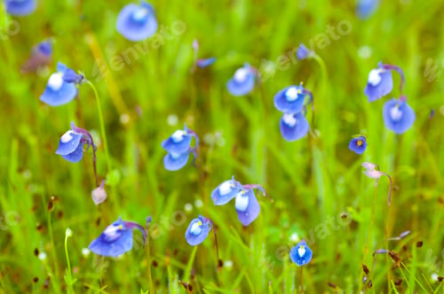 Preview: Beautiful wild flowers in a meadow, Flower background.