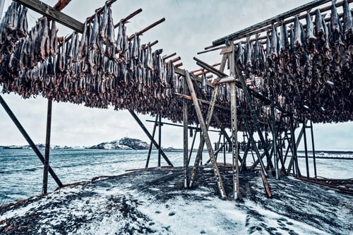 Preview: Drying flakes for stockfish cod fish in winter. Lofoten islands