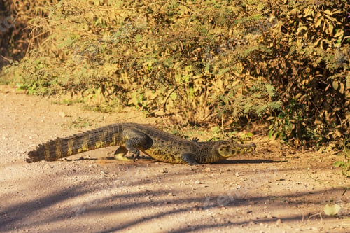 Preview: Alligator in Brazil