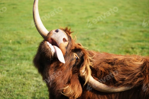 Preview: View of a highland cow sticking his tongue out in the field on a sunny day