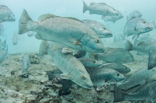 Preview: Underwater view