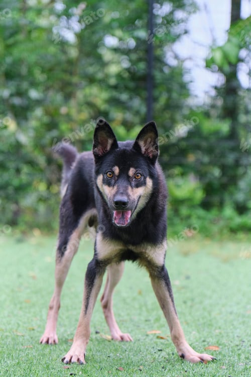 Preview: Domestic dog standing on grass in the garden