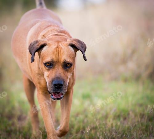 Preview: Dog