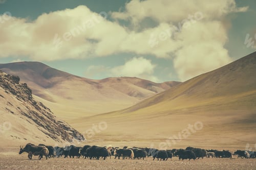 Preview: Herd of yaks