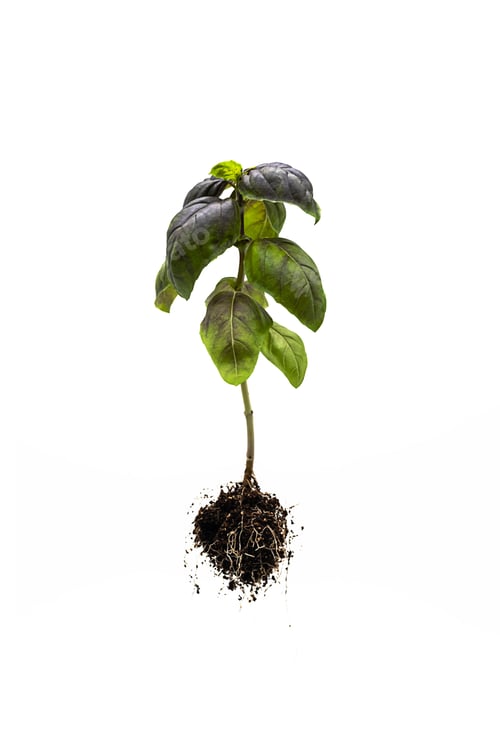 Preview: Fresh, Organic Basil Plant Isolated on White.