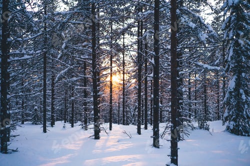 Preview: Winter spruce forest highlighted by sunbeam