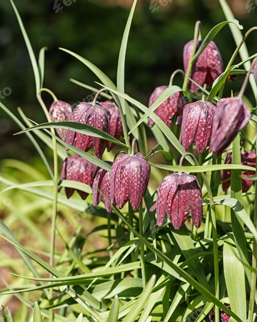Preview: Snake's Head Fritillary (Fritillaria meleagris) on green blurred background