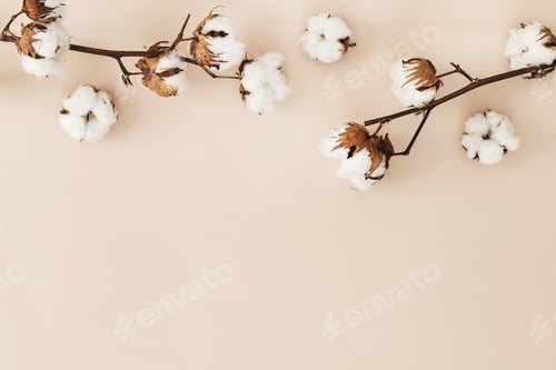 Preview: Cotton flower branch on a beige background
