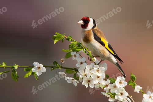 Preview: European goldfinch sitting on twig of tree with blossoming flowers in spring
