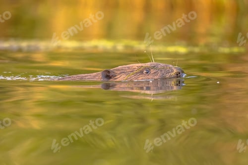 Preview: European beaver head swimming