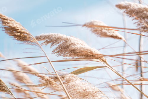 Preview: Golden reeds on the lake sway in the wind against the blue sky.