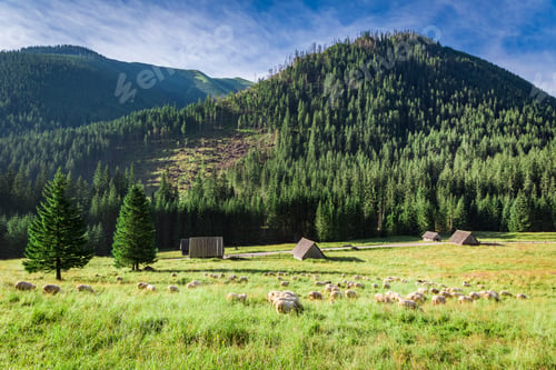 Preview: Beautiful grazing herd of sheep at sunrise, Tatra Mountains