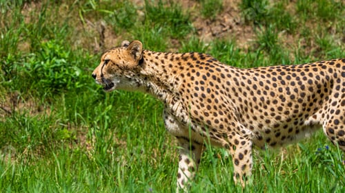 Preview: Elegant Cheetah Strolling Through Lush Green Grass on a Sunny Day in the Wild Habitat