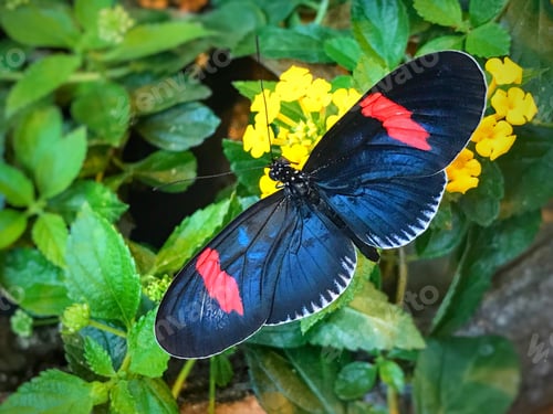 Preview: Butterfly landing