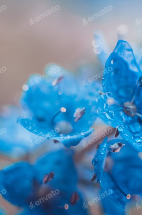 Preview: Macro photo of a drop of water on flower petals. Beautiful natural background of flowers