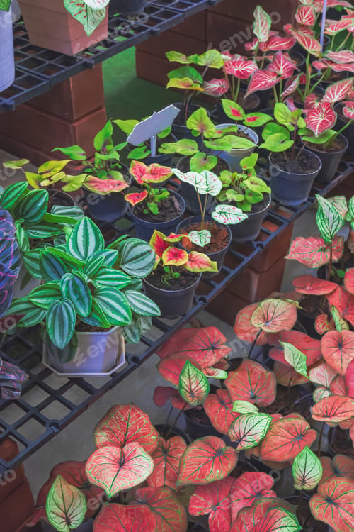 Preview: Row of many various colorful Caladium bicolor plant on shelf for sale in outdoor plant market