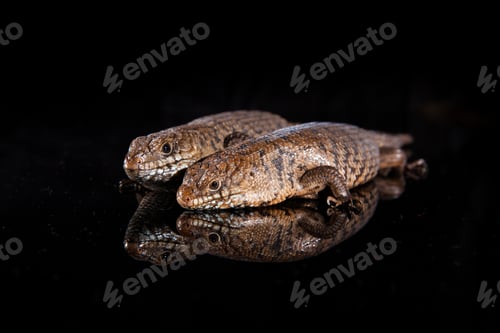 Preview: Pair of Cunningham skinks - Egernia cunninghami - skink species, Australia
