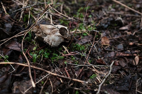 Preview: Skull of an animal on the wet ground