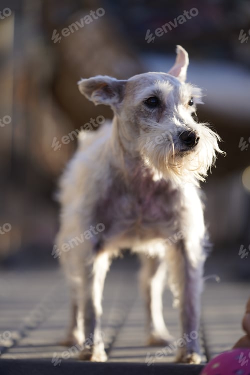 Preview: Close-up of a lovely miniature schnauzer dog in selective focus
