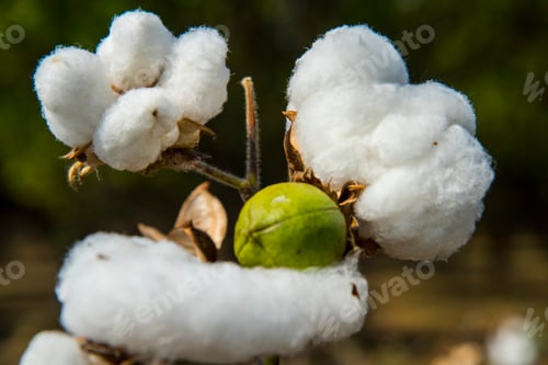Preview: Cotton field white with ripe cotton ready for harvesting, India