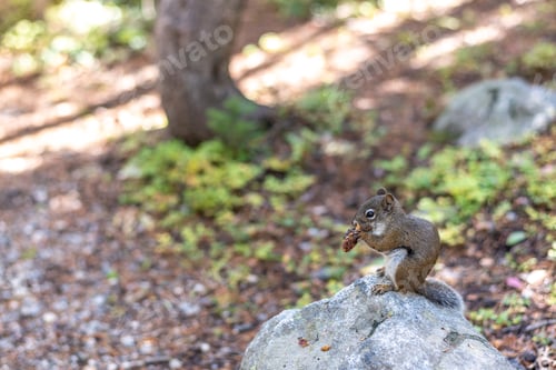 Preview: Squirrel sitting on a rock eating along trail in Rocky Mountain National Park.