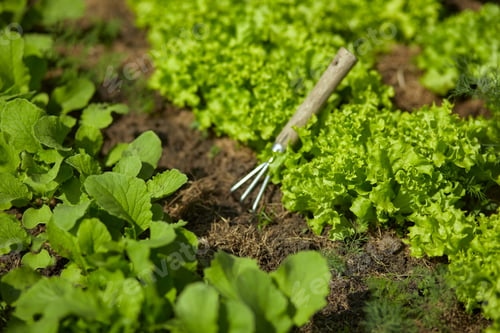 Preview: Garden tools in plantings of salad green lettuce in the backyard