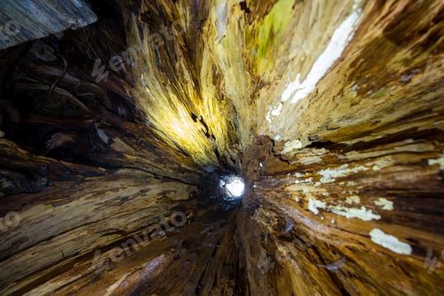 Preview: Bottom view inside of the giant tree hole