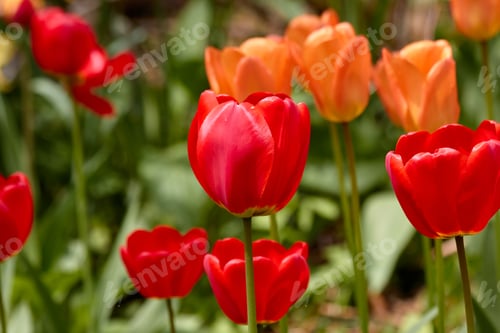 Preview: Springtime Red and Orange Tulips