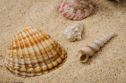 Preview: Sea shell and conch on sand
