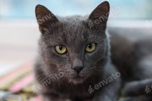 Preview: Cute gray cat indoors, closeup. Adorable pet